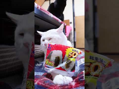 盛りすぎ！高菜明太おにぎり　　260202　のせ猫　 cat cute ねこ　 のせ猫 猫のいる暮らし ネコ　 猫… サムネイル