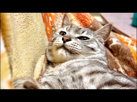 99%が5分で眠くなる😴 ｜猫×水の音｜Deep Relax｜Cat Purring & Wooden Balls サムネイル