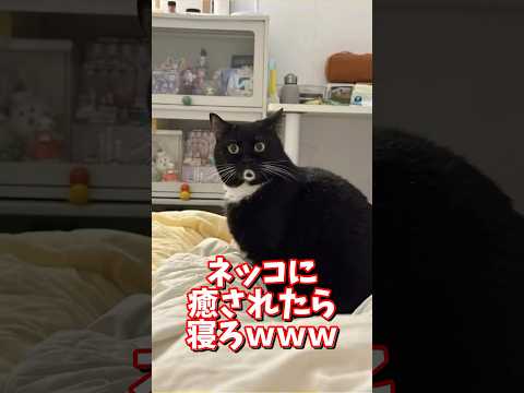 ネッコの動画で癒されたら寝ろｗｗｗ　2ch  動物  猫 癒やし ねこ動画 サムネイル