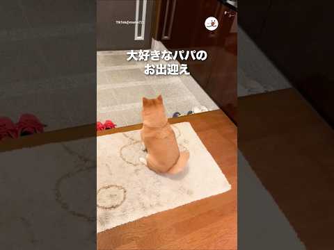 大好きなパパのお出迎え｜PECO サムネイル