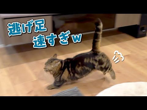 絶対に捕まらないツンデレ猫を抱っこする方法をお教えします！ サムネイル