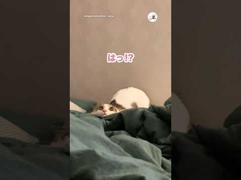 この顔は完全にアレ｜PECO サムネイル