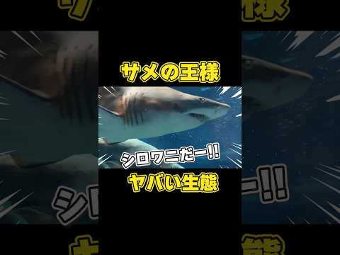 人生ベリーハードすぎる！サメの一生🦈 サムネイル