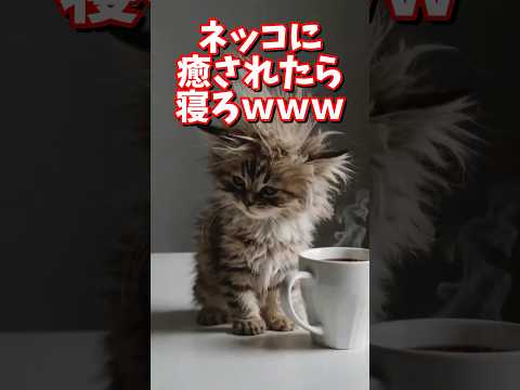 ネッコの動画で癒されたら寝ろｗｗｗ　#2ch  #動物  #猫 #癒やし #ねこ動画 サムネイル