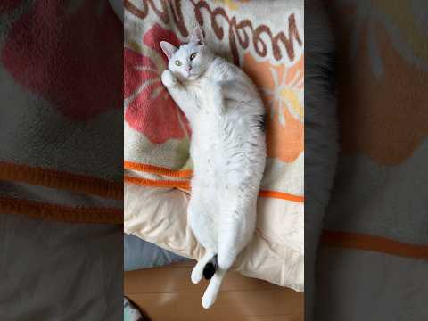 オバケごっこタカピコ サムネイル