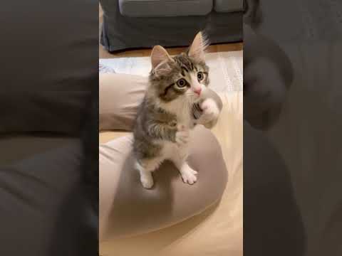 うっとり猫動画/// 猫 cat cats cute サムネイル