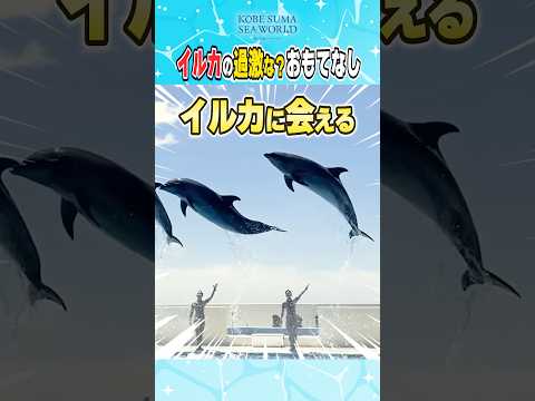 こんなに近くイルカに会えるなんて！ サムネイル