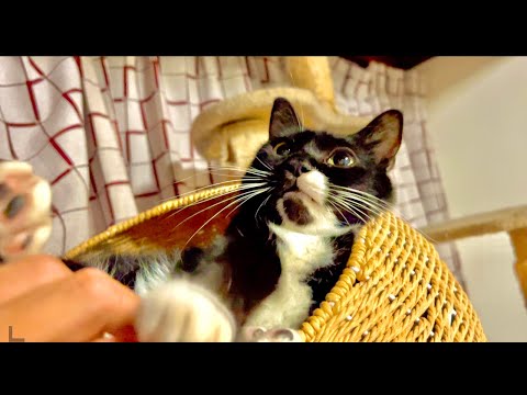 99%が5分で眠くなる｜猫×水の音ASMR Deep Relax ASMR｜Cat Purring & Wooden… サムネイル