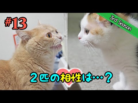 ＜3rd＞13　縮まりそうで縮まらない距離感【短足マンチカン・スコティッシュフォールド】 サムネイル