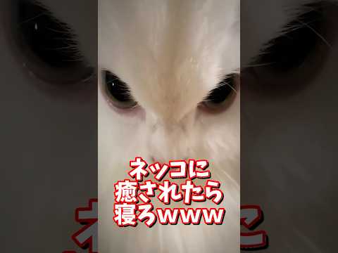 ネッコの動画で癒されたら寝ろｗｗｗ　2ch  動物  猫 癒やし ねこ動画 サムネイル