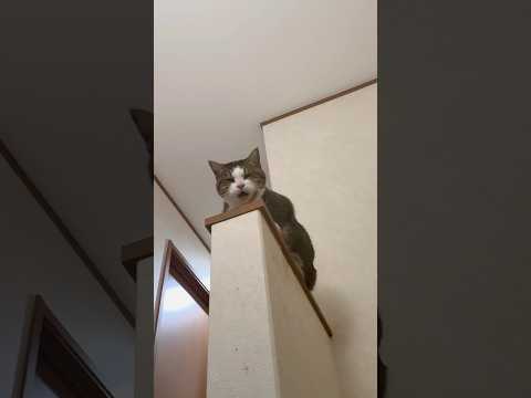 名前呼んだら返事してくれる サムネイル