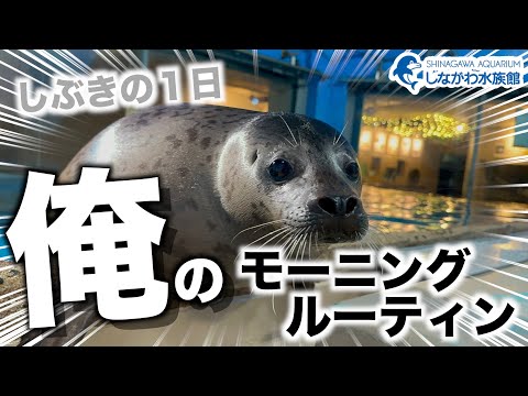 ゴマフアザラシの赤ちゃん～モーニングルーティン～＠しながわ水族館【しぶき】 サムネイル