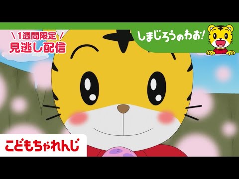 【見逃し配信】テレビ番組「しまじろうのわお！」 1月24日放送 ｜かわいい！なぞのいきもの｜708【しまじろうチャンネ… サムネイル