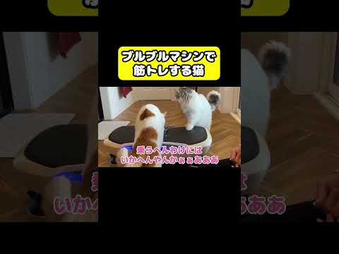 ブルブルマシンで筋トレする猫　猫 おもしろ アテレコ ニャンチューバーつくし サムネイル