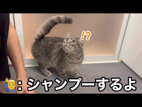数ヶ月ぶりに猫をシャンプー。覚悟して洗い始めた結果… サムネイル