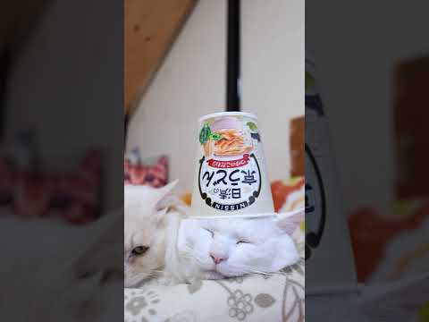 日清の京うどん　260210　のせ猫　 cat ねこ cute　 猫のいる暮らし　 ネコ　 猫好きさんと繋がりたい… サムネイル