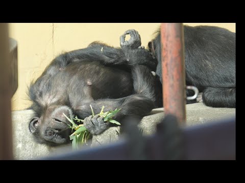ニイニはローラに首ったけ　京都市動物園　チンパンジー　202512 サムネイル