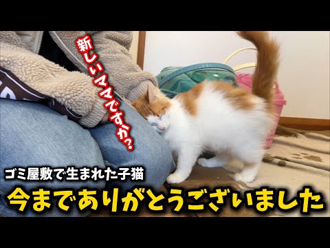 ゴミ屋敷で生まれた子猫が幸せへと旅立ちました サムネイル