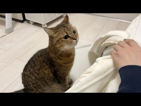 はじめてのコタツに突入しようと試みる猫が面白すぎたww サムネイル