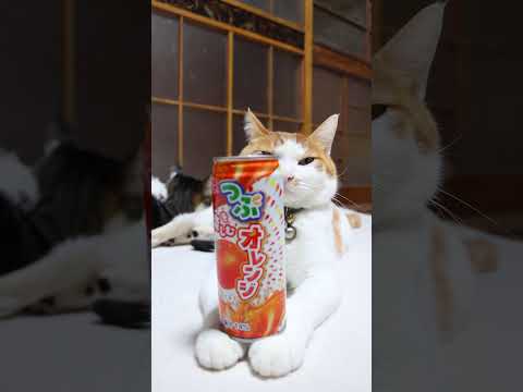 つぶを楽しむオレンジ　260103　のせ猫　 cat ねこ ネコ　 猫のいる暮らし　 cute　 猫のいる生活　 ねこ… サムネイル