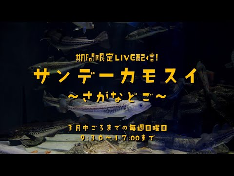 期間限定LVE配信！ サンデーカモスイ ～さがなどご～ サムネイル