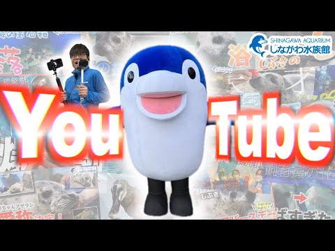 話題沸騰！しながわ水族館のYouTubeまとめ動画 サムネイル