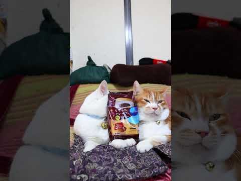 もちもちクレープ・生チョコ　260108　のせ猫　 cat cute ねこ　 猫　 猫のいる暮らし　 ネコ　 cute… サムネイル