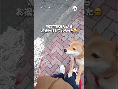 散歩してたらお裾分けしてくれた｜PECO サムネイル