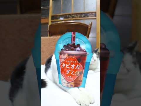 タピオカグミ　260122　のせ猫　 cat 猫のいる暮らし ネコ　 cute　 ねこ　 猫のいる生活　 cuteca… サムネイル