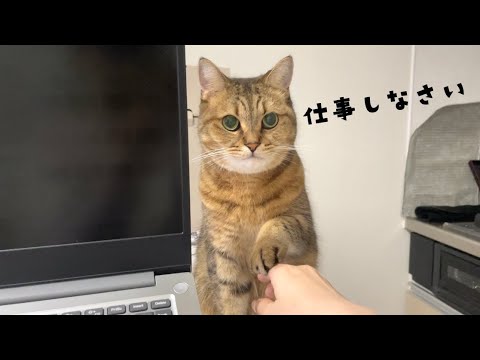 仕事をサボっていたら猫に注意された サムネイル