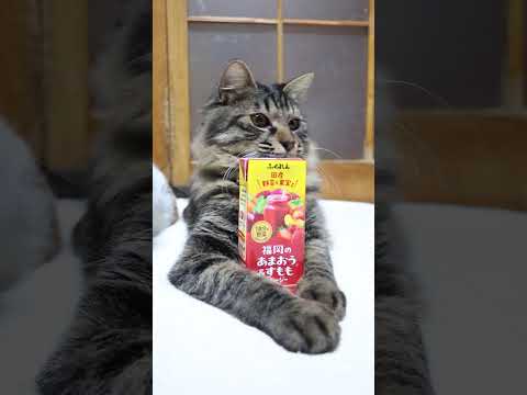 福岡のあまおう&すももスムージー　260221　のせ猫　 cat cute 猫のいる暮らし　 kitten　 ねこ… サムネイル