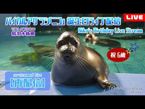 【再配信】バイカルアザラシ「ニコ」㊗6歳！誕生日ライブ配信 サムネイル