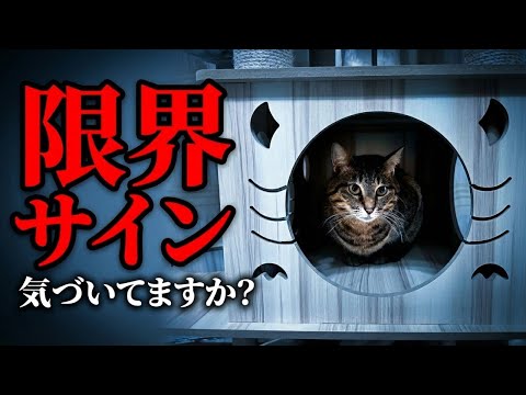 【絶対見逃さないで...】猫の心が限界な時に見せるサイン... サムネイル