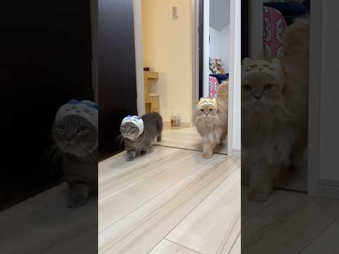 Chiikawa Cats Following Their Owner 😹shorts cat cats cute k… サムネイル