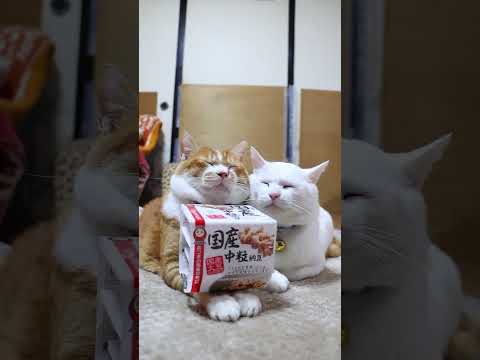 国産中粒納豆　260128　のせ猫　 cat cute ねこ　 ネコ　 猫のいる暮らし　 cutecat　 猫のいる生… サムネイル