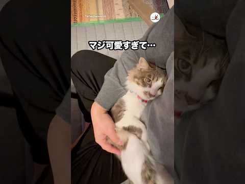 ほんとに可愛い☺️｜PECO サムネイル