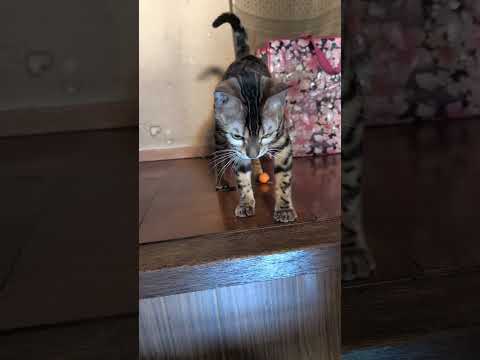 シャム猫ベンガルshorts funny cat猫bengaru サムネイル