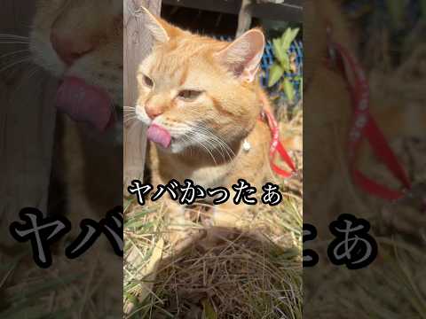 ヤバかったぁ 散歩 ねこ 食べ放題 cat アメショ ブュッフェ うめ サムネイル