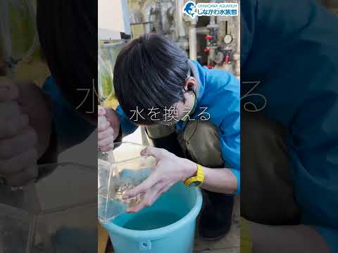 水族館飼育員のゆるゆるVlog＠しながわ水族館【魚類】 サムネイル