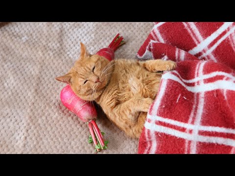 こたつで赤大根枕猫　251222 サムネイル