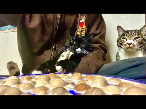 99%が5分で眠くなる｜猫×水の音ASMR Deep Relax ASMR｜Cat Purring & Wooden… サムネイル