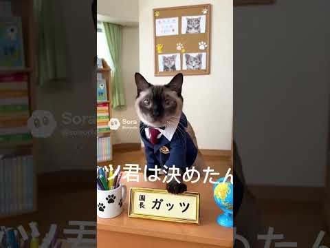 シャム猫shorts funny cat猫宝くじ サムネイル