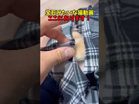 可愛いの宝石箱や〜✨　猫 cat cats cute サムネイル