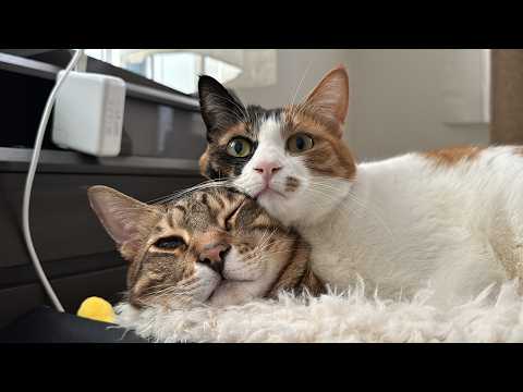 【🐈＜生放送】猫たちにおやつを与え続けると何かが起こるらしい サムネイル
