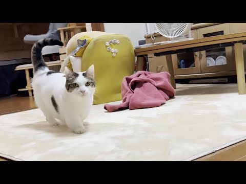 歩くとポテポテポテポテと音が聞こえてきそうな猫 サムネイル
