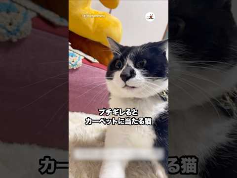 ブチギレるとカーペットに当たる猫｜PECO サムネイル