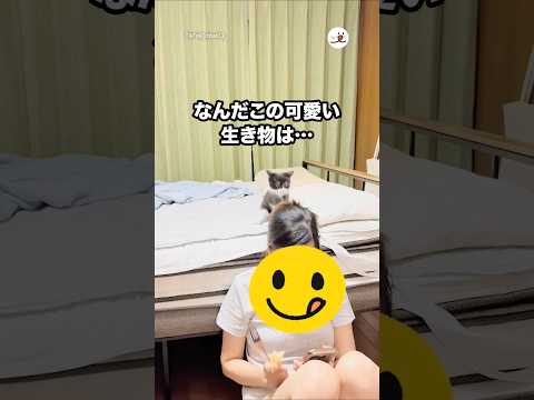 何だこの可愛い生き物は…｜PECO サムネイル