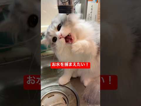 イラッ😾💢お水が逃げる！！ cat 子ネコ ぽこ太郎 猫 猫のいる暮らし サムネイル