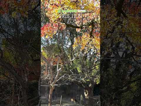 【東山動植物園公式】動物と紅葉〜アクシスジカ〜《 アクシスジカ　シカ 》 short サムネイル