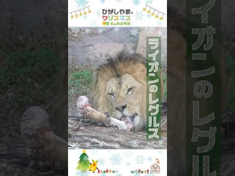 【東山動植物園公式】ライオンのレグルス：ひがしやまのクリスマス2025《 ライオン 》 #short サムネイル